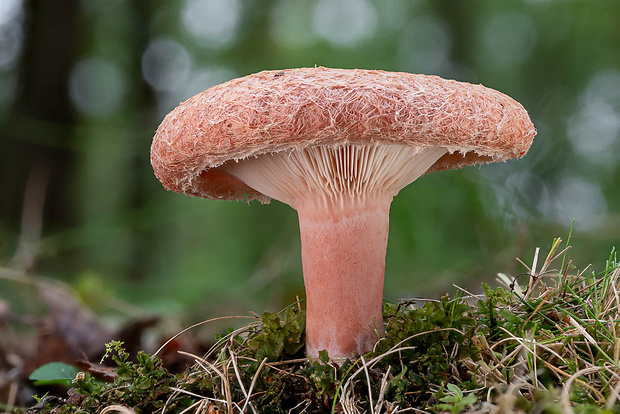 rýdzik kravský Lactarius torminosus (Schaeff.) Gray