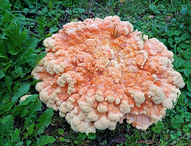 sírovec obyčajný Laetiporus sulphureus (Bull.) Murrill