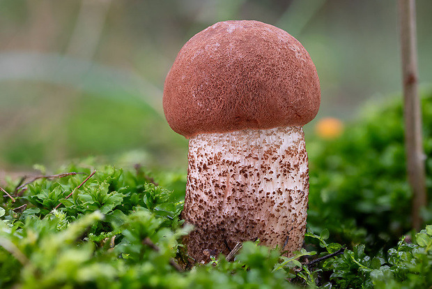 kozák dubový Leccinum aurantiacum (Bull.) Gray