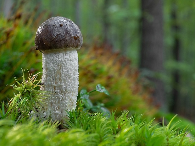 kozák sivohnedý Leccinum cyaneobasileucum Lannoy & Estadès