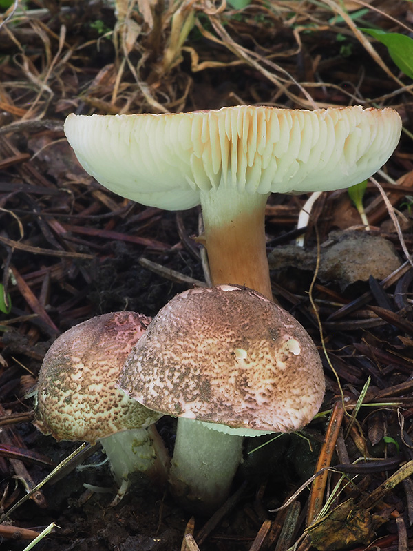 bedlička hnedoružová Lepiota brunneoincarnata Chodat & C. Martín