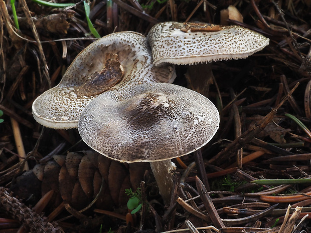 bedlička sivozelenkastá Lepiota griseovirens Maire