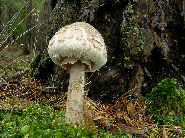 bedľa vysoká Macrolepiota procera (Scop.) Singer