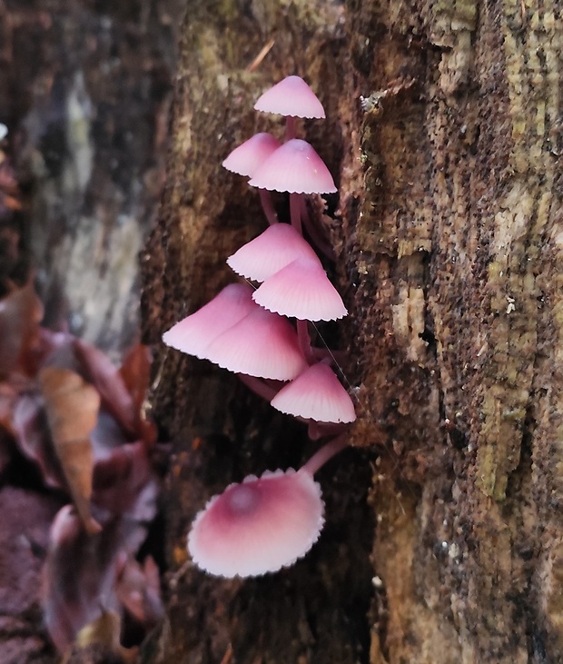 prilbička krvavomliečna Mycena haematopus (Pers.) P. Kumm.