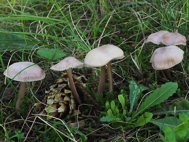 prilbička reďkovková Mycena pura (Pers.) P. Kumm.