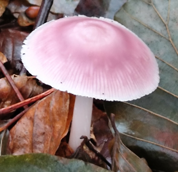 prilbička ružovkastá Mycena rosea Gramberg