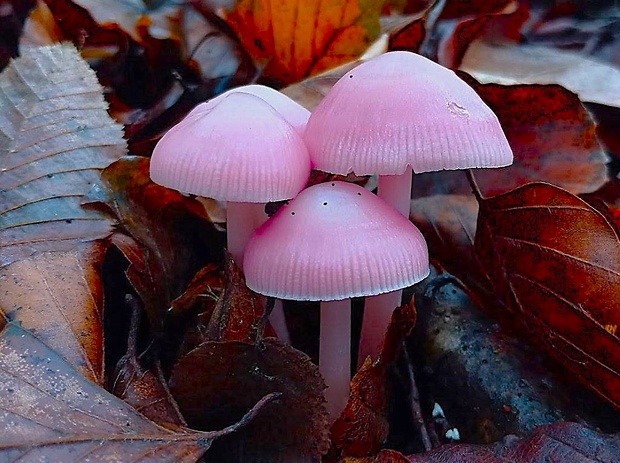 prilbička ružovkastá Mycena rosea Gramberg