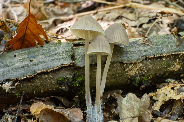 prilbička Mycena sp.