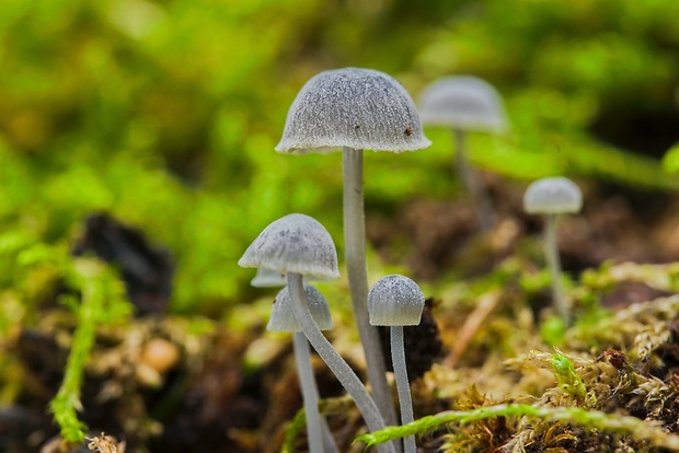 prilbička Mycena sp.