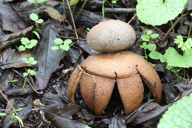 mnohokrčka dierkovaná Myriostoma coliforme (Dicks.) Corda