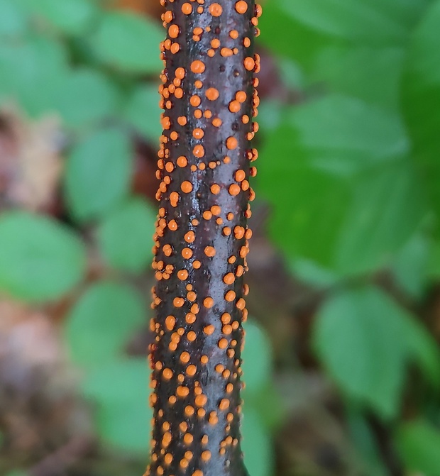 hlivka červená Nectria cinnabarina (Tode) Fr.