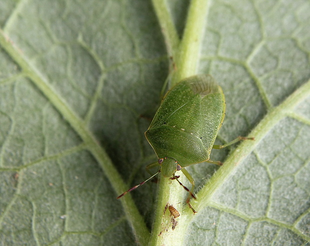 bzdocha  Nezara viridula