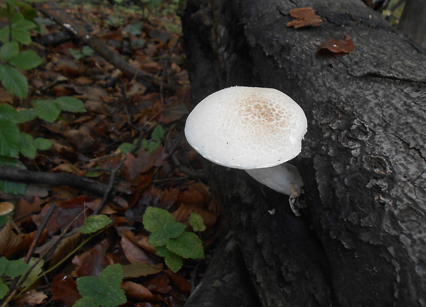 hliva dubová Pleurotus dryinus (Pers.) P. Kumm.