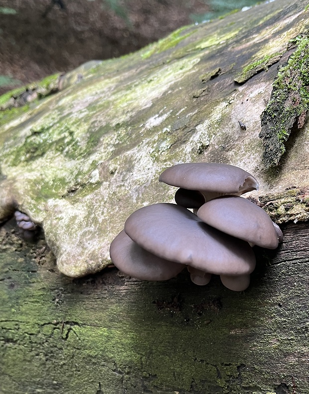 hliva ustricovitá Pleurotus ostreatus (Jacq.) P. Kumm.