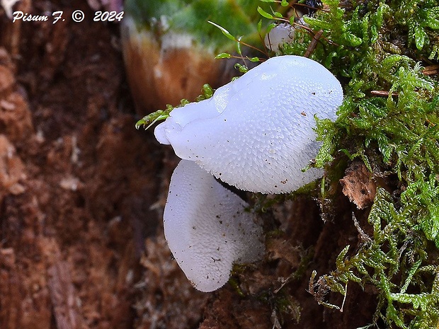 pajelenka želatínová Pseudohydnum gelatinosum (Scop.) P. Karst.