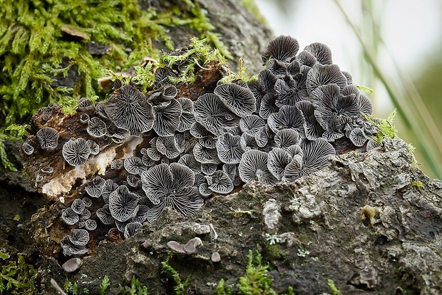 lastúrnik prirastený Resupinatus applicatus (Batsch) Gray