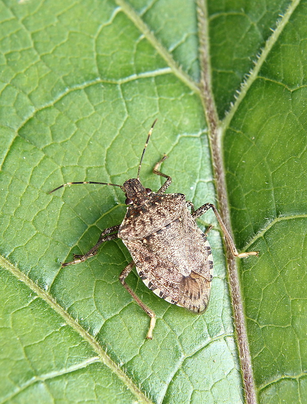 bzdocha sivastá Rhaphigaster nebulosa