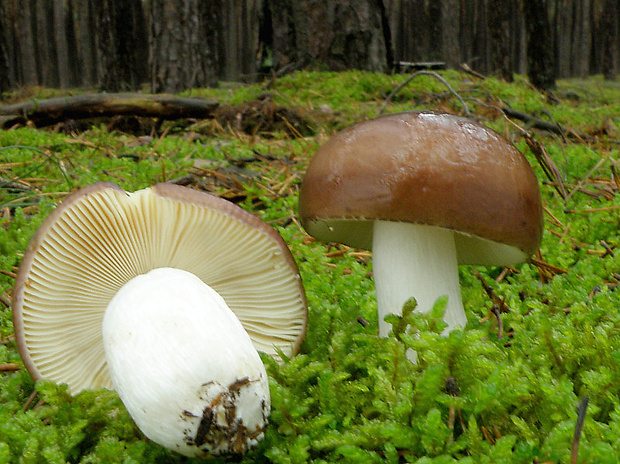 plávka obyčajná Russula integra (L.) Fr.