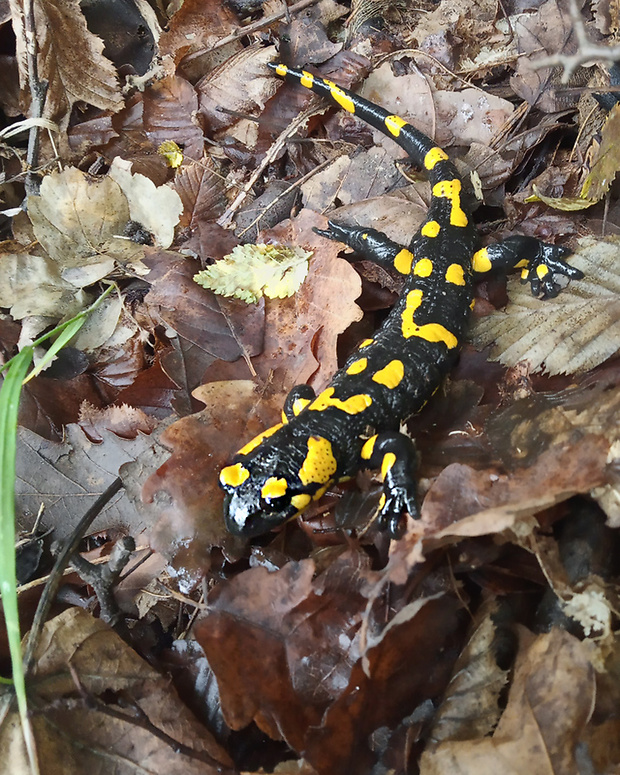 salamandra škvrnitá  Salamandra salamandra