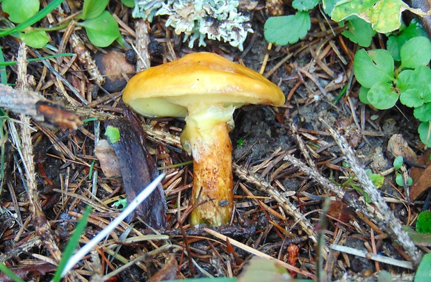 masliak smrekovcový Suillus grevillei (Klotzsch) Singer