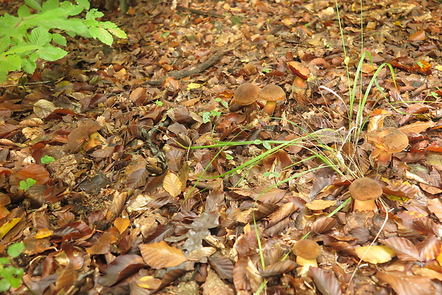 hríb zrnitohlúbikový Sutorius luridiformis (Rostk.) G. Wu & Zhu L. Yang