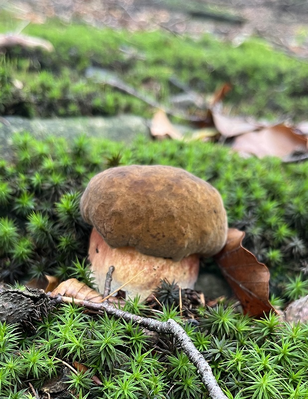 hríb zrnitohlúbikový Sutorius luridiformis (Rostk.) G. Wu & Zhu L. Yang