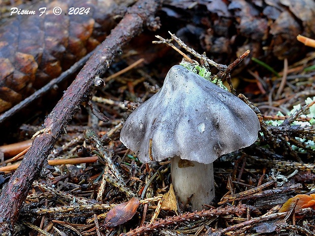 čírovka štipľavá Tricholoma virgatum (Fr.) P. Kumm.