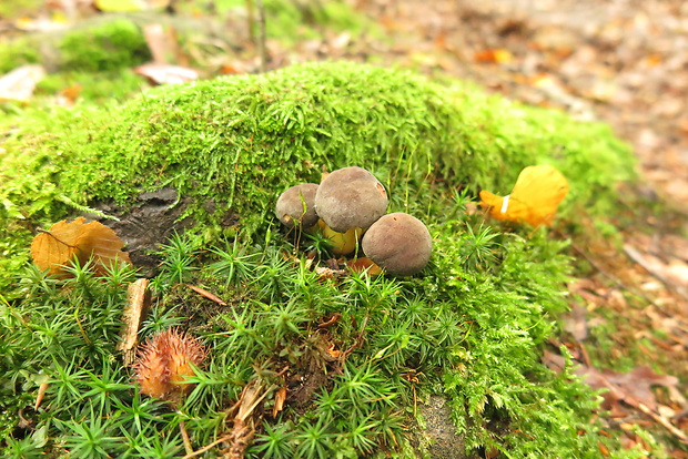 suchohríbnik zamatový Xerocomellus pruinatus (Fr. & Hök) Šutara