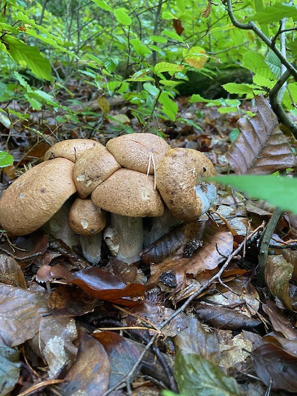 hríb dubový Boletus reticulatus Schaeff.