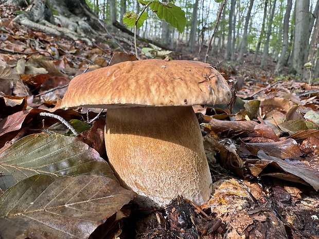 hríb dubový Boletus reticulatus Schaeff.