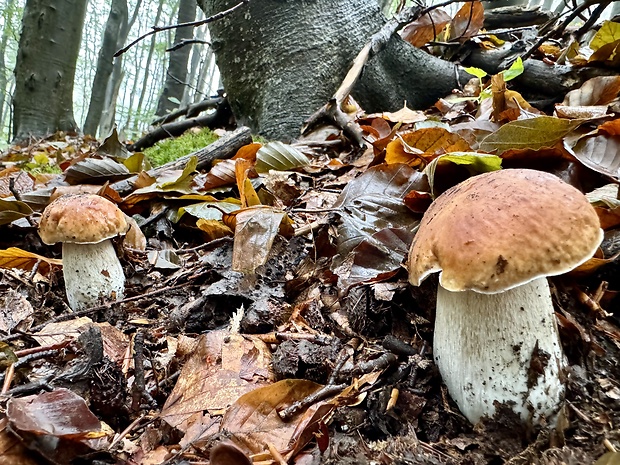 hríb smrekový Boletus edulis Bull.