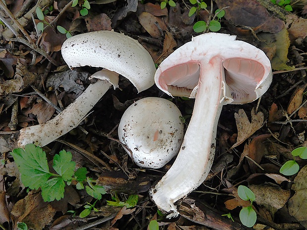 pečiarka Agaricus sp.