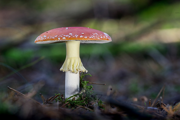 muchotrávka červená Amanita muscaria (L.) Lam.