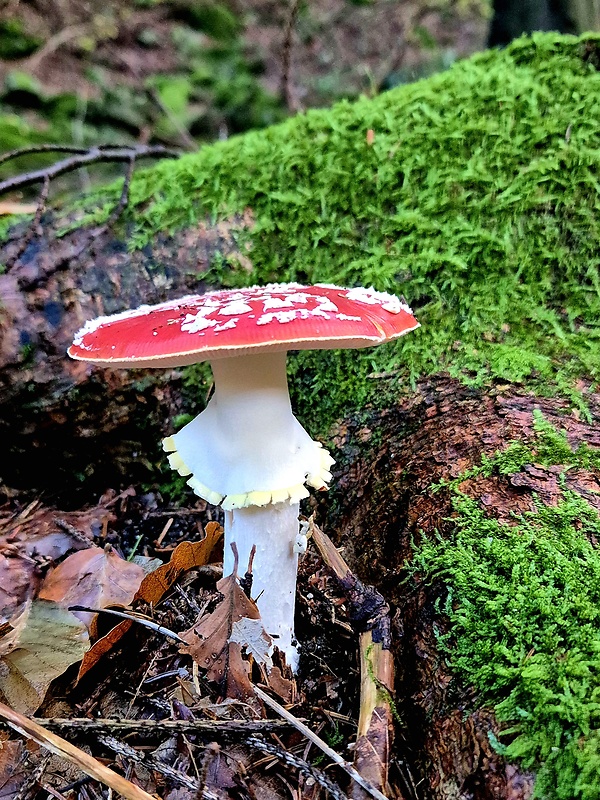 muchotrávka červená Amanita muscaria (L.) Lam.