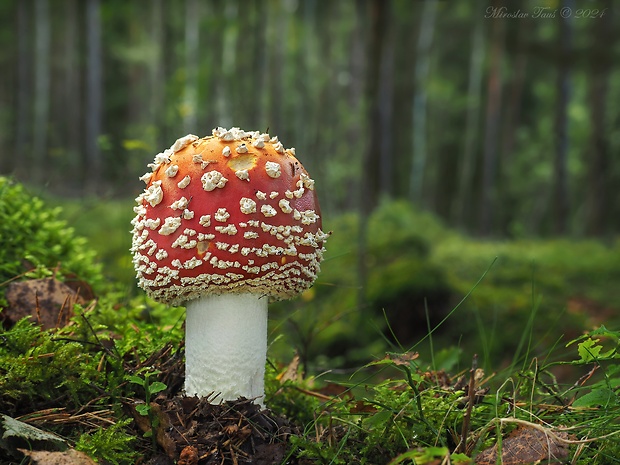 muchotrávka červená Amanita muscaria (L.) Lam.