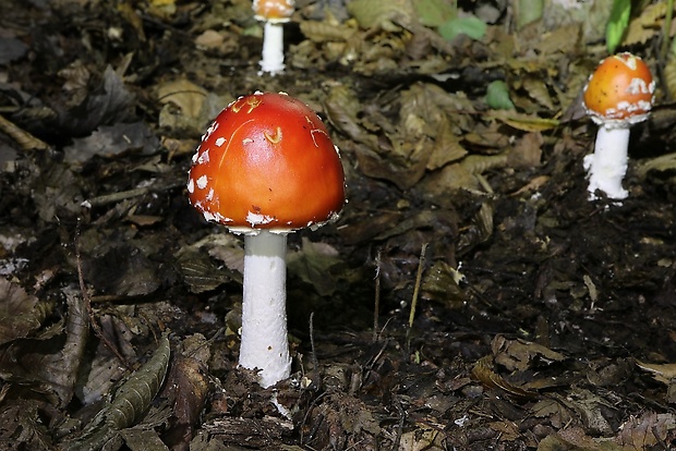 muchotrávka červená Amanita muscaria (L.) Lam.