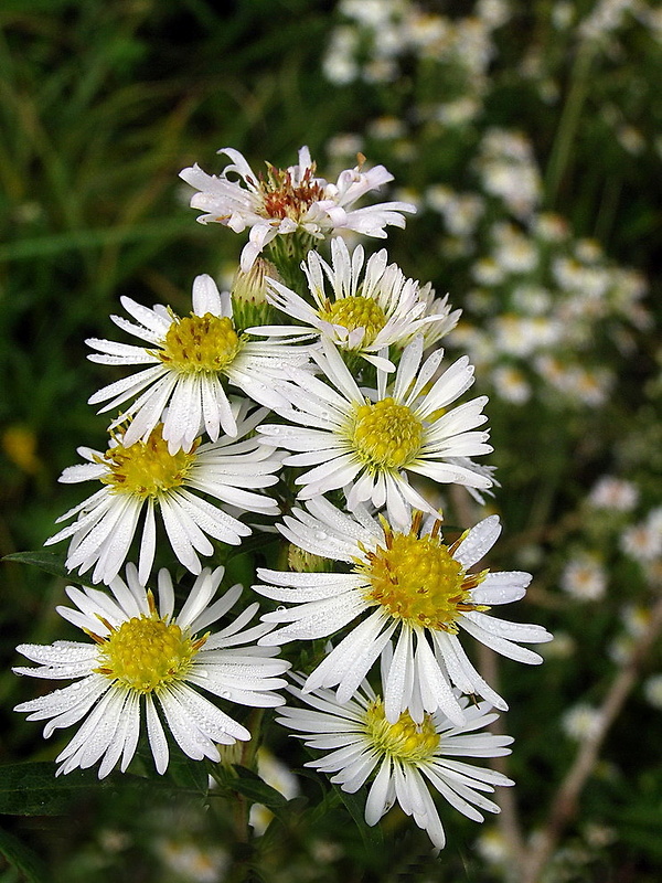 astra kopijovitolistá Aster lanceolatus Willd.