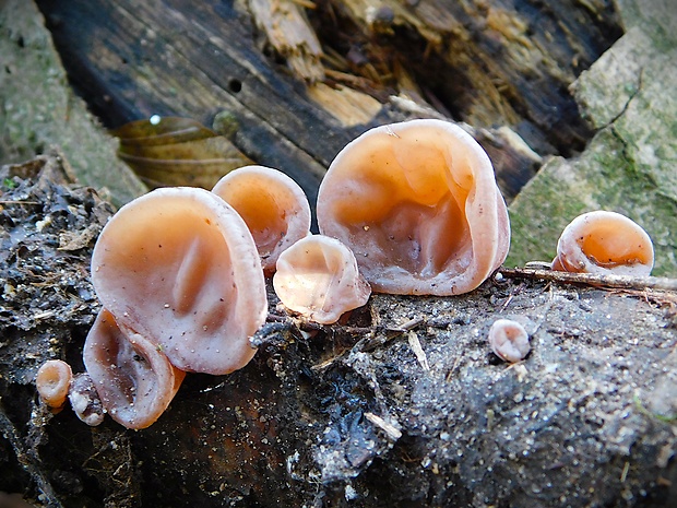 uchovec bazový Auricularia auricula-judae (Bull.) Quél.