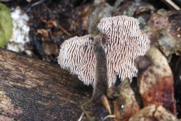 lopatovka obyčajná Auriscalpium vulgare Gray