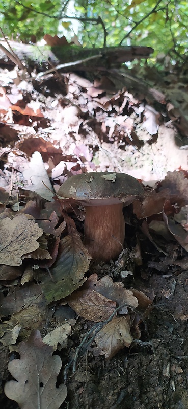 hríb bronzový Boletus aereus Bull. ex Fr.