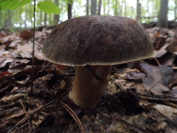 hríb bronzový Boletus aereus Bull. ex Fr.