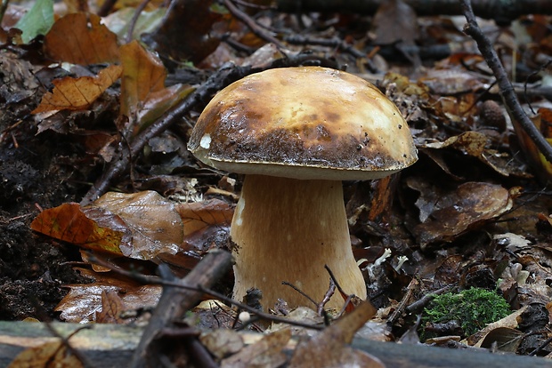 hríb bronzový Boletus aereus Bull. ex Fr.