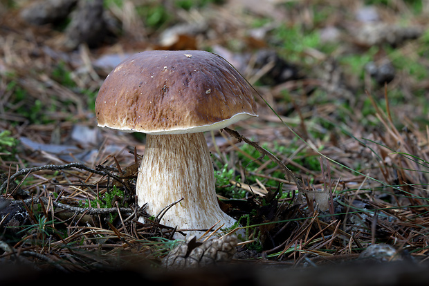 hríb smrekový Boletus edulis Bull.