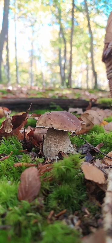 hríb smrekový Boletus edulis Bull.