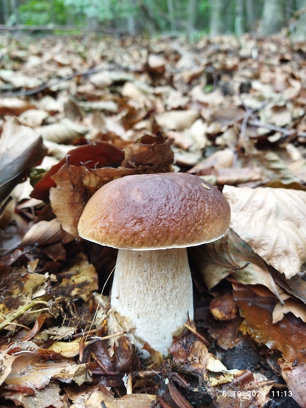 hríb smrekový Boletus edulis Bull.