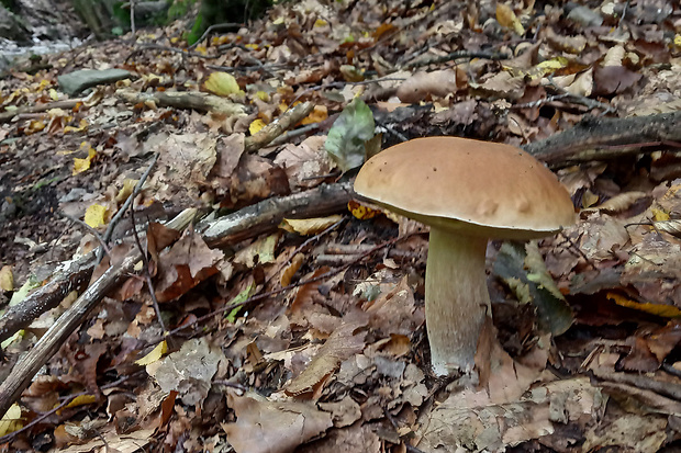 hríb smrekový Boletus edulis Bull.