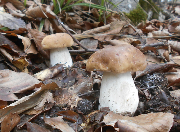 hríb smrekový Boletus edulis Bull.