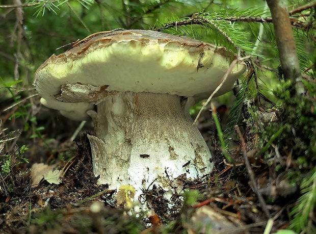 hríb smrekový Boletus edulis Bull.