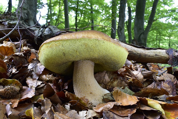 hríb smrekový Boletus edulis Bull.