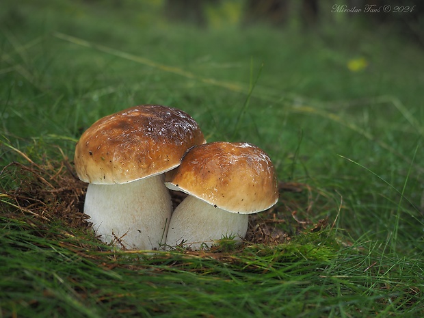 hríb smrekový Boletus edulis Bull.